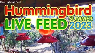 LIVE - Hummingbirds 8-19-2023 Evening