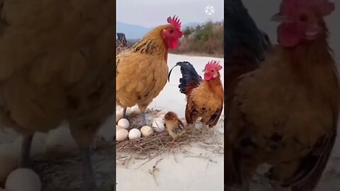 Our Beautiful Aseel Chickens , Rooster , Hen , Chicks | Asil Chickens Relaxing Video