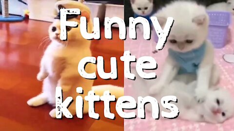 FUNNY CUTE KITTENS !!!! CUTE CATS... TRY NOT TO LAUGH..😺😸 SUBSCRIBE FOR MORE 👇