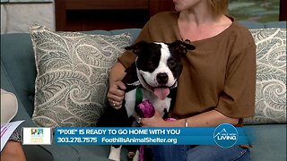 Pixie from Foothills Animal Shelter Is Ready to Find Her Fur-Ever Home