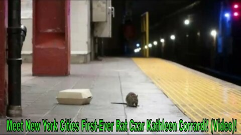 Meet New York Cities First-Ever Rat Czar Kathleen Corrardi! (Video)!