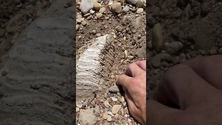 Craziest fossil find of my life #outside #fishtexas #exploretheworld