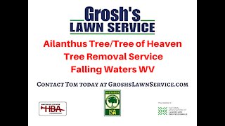 Ailanthus Tree Service Falling Waters WV Landscaping Contractor