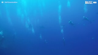 La rencontre magique entre une raie manta et un nageur