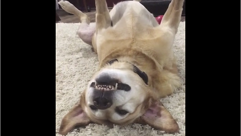 Senior Labrador knows how to relax in style
