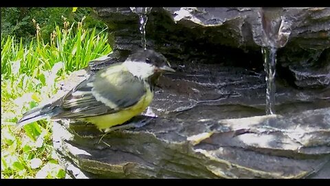 Great tits in the fountain | Trail Camera | Birds Life |