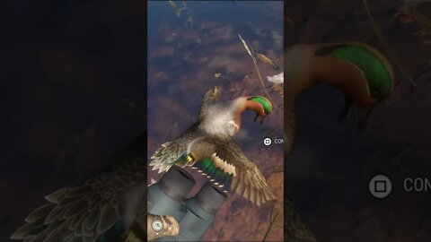 FIRST Green-Winged Teal 💎 Diamond - theHunter: Call of the Wild #shorts