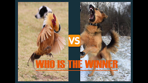 chicken vs dog who is winner