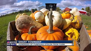 Nearly 400 pumpkins carefully stolen from McCallum's Orchard in Grant Township