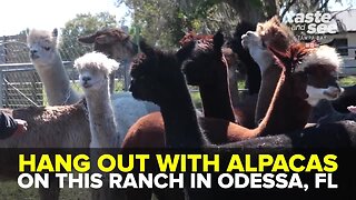 Hang out with alpacas at this Tampa Bay ranch | Taste and See Tamp Bay