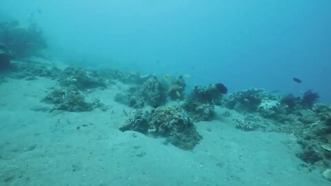 Different colorful fishes, sea plants, and corals underneath the deep blue ocean