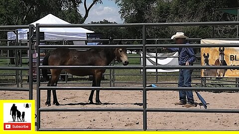 Wild Mustangs & Burros Preview Before Adoption Auction