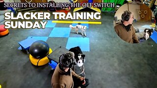 Slacker Training Sunday: Jamming, Collecting, and Multitasking | Episode #111 🛋️🥏🐶🥋