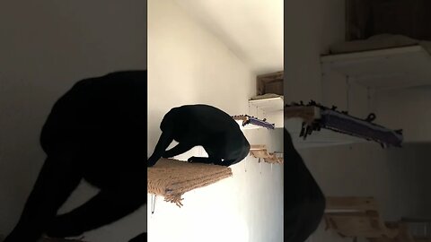 Black Kitty Jumps Up And Then Jumps Down 😹 #cutecat