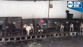 Dogs rescued from hoarding situation