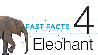 FFE4 | "Fast Facts" with Carl Kerby | Elephant | Episode 4