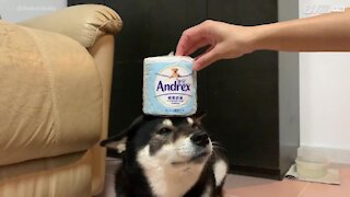 Hund balancerer toiletpapirsruller på hovedet