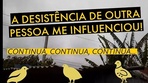 DESANIMOU DA CRIAÇÃO DE CODORNAS/ @Viver de codorna