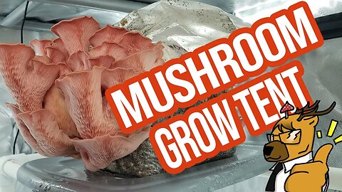 PGT Mushroom Martha Tent Overview