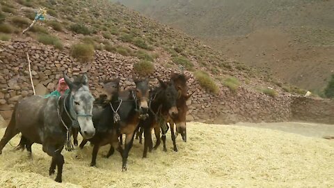 The traditional method of threshing grains with mules is a lot of fun and fun