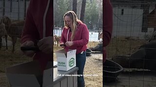 Quick unboxing AI for pigs #shipleyswine #homesteadinginmontana #shorts #pigs