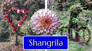 Shangrila