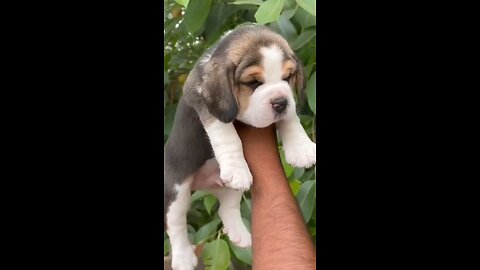 Top quality Beagle puppy available