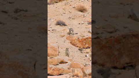 Filming Snow Leopards in Ladakh #Himalayas #CanonR5C #SnowLeopardLodge #SnowLeopard #Ladakh #BigCat