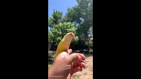 Aww parrot funny compilation 🐦💘 smart parrot farm training 🍁 parrot talking t