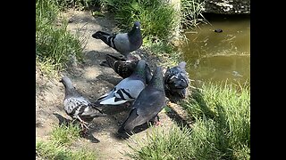 Huge bird sanctuary