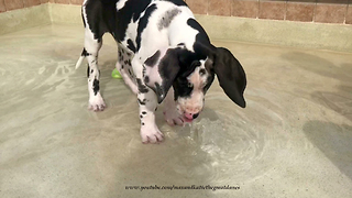 Great Dane puppy's first experience with water fountain