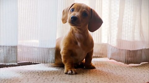 Sausage Dog Puppy