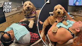 Dentist's adorable dog pitches in to calm down anxious patients