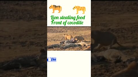 Lion stealing hunt front of Cocodile #shorts #shortsfeed #youtubeshorts