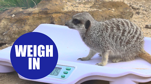 Thousands of animals at ZSL Whipsnade Zoo stepped up for annual weigh in