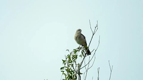 Mocking bird