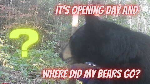 Where did my bears go? | 5 reasons your bear baits went dead