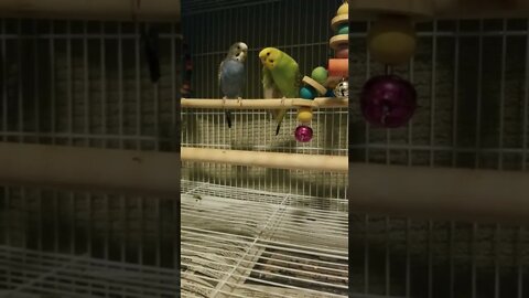 Budgie Parrots Being Too Funny! 😂 #shorts #youtubeshorts #budgies #parakeets #animallover #funny