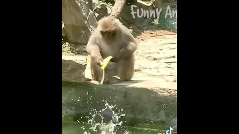 funny animal