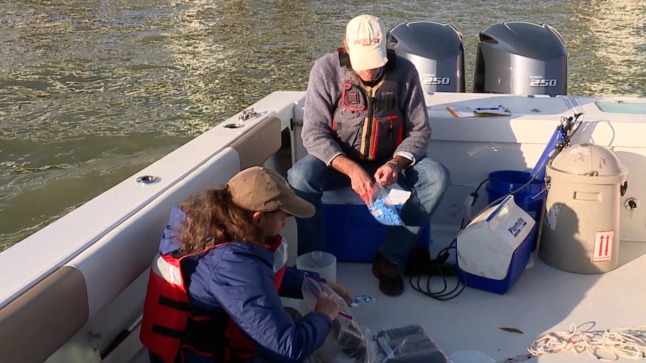 Algae that survives harsh conditions: why the Sandusky Bay bloom lasts so long