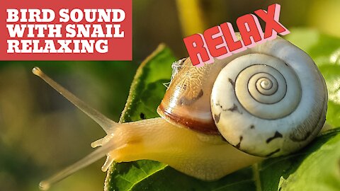 snail Relaxing- Bird sound-best relaxing background music