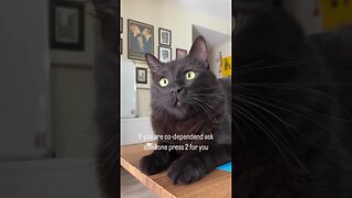 cat is calling on the phone