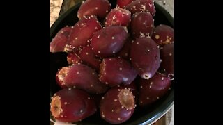 How to Harvest Prickly Pear