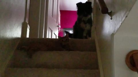 Funny Dog Is Afraid To Go Down The Stairs While A Cat Is Sitting On It