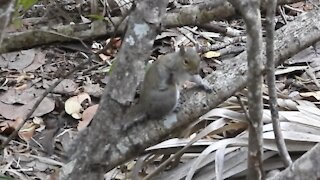 Cute Little Squirrel Has an Itch