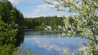 Walking in the surroundings of lush forest pond.