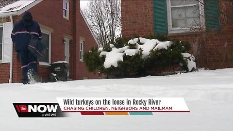 Wild turkeys on the loose in Rocky River!