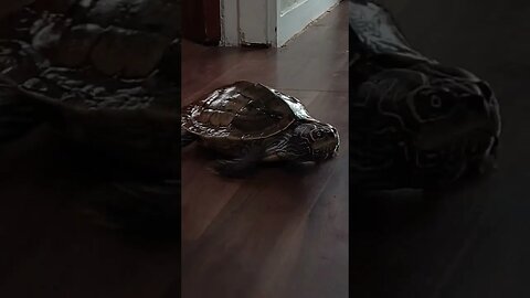 My Pet MapTurtle 🐢 Chased Me! #animals #funny