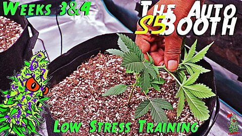 The Auto Booth S5 Ep. 3 | Weeks 3 & 4 | Low Stress Training