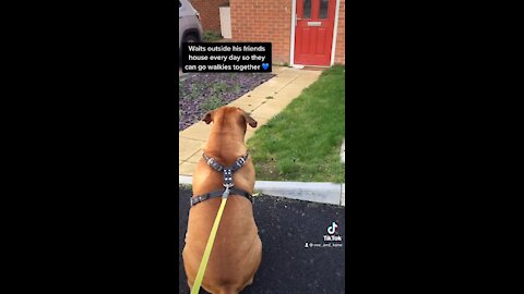 Big dog waits outside for his puppy friend everyday! So cute